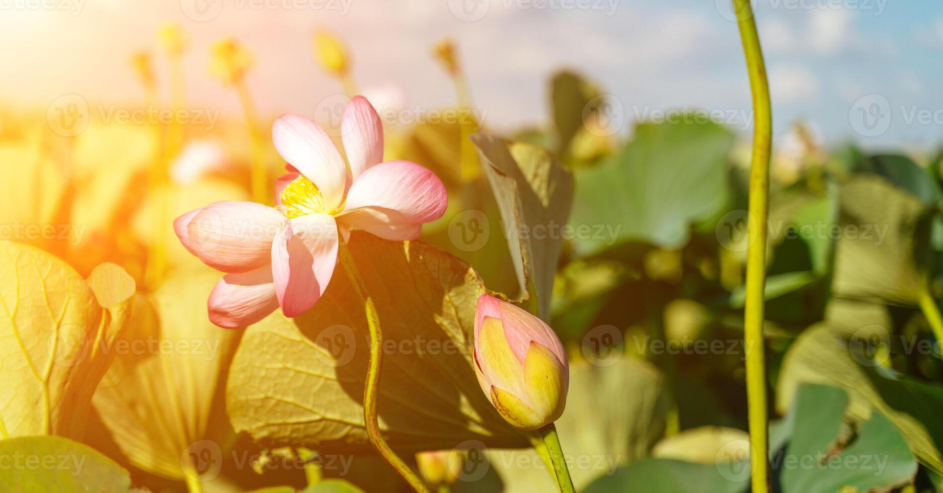 A pink lotus flower sways in the wind. Against the background of their green leaves. Lotus field on the lake in natural environment. photo