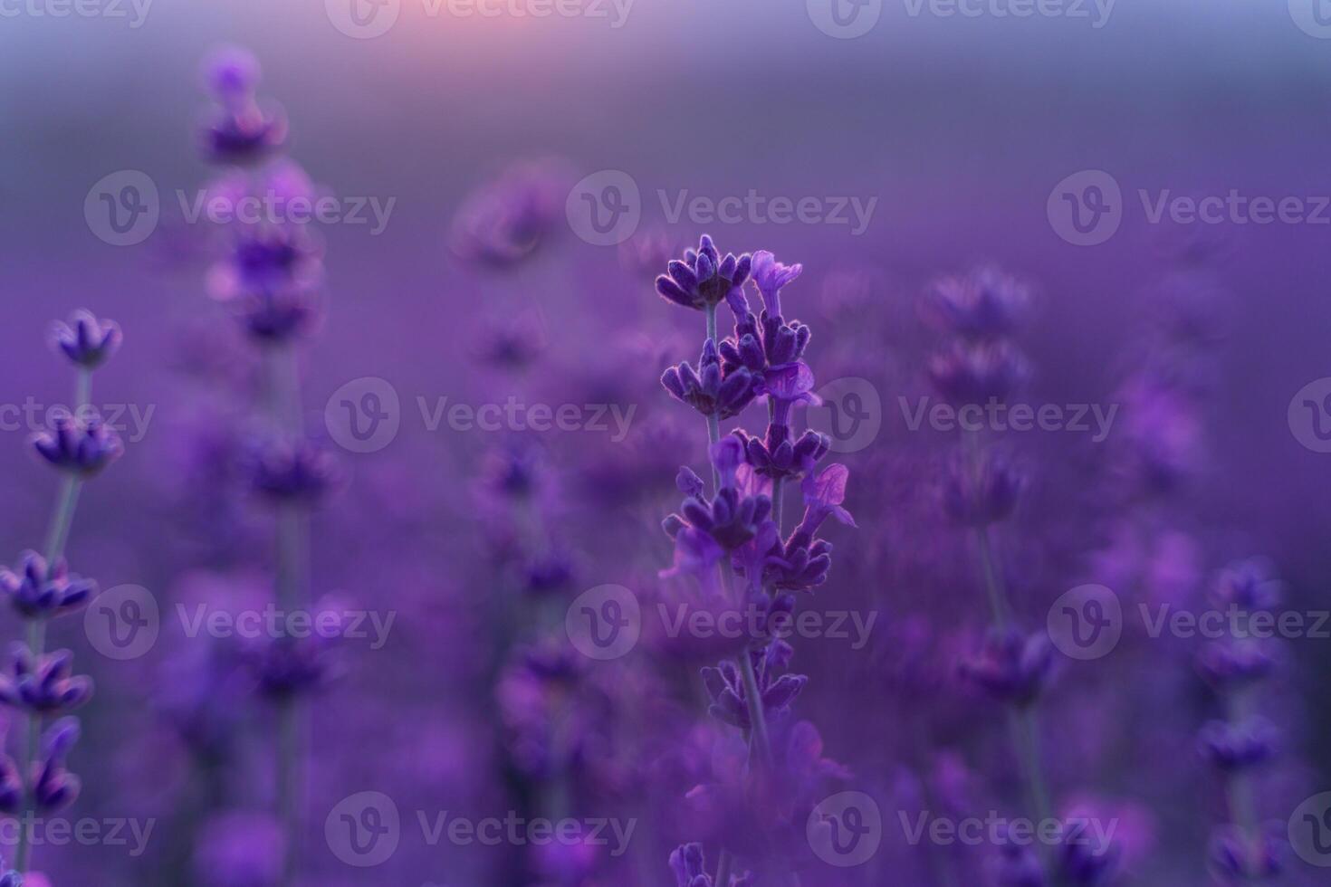 Lavender flower field. Violet lavender field sanset close up. Lavender flowers in pastel colors at blur background. Nature background with lavender in the field. photo