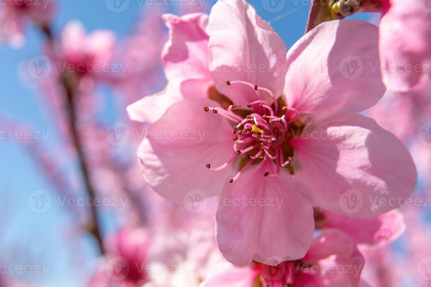 close up pink peach flower against a blue sky. The flower is the main focus of the image, and it is in full bloom. photo