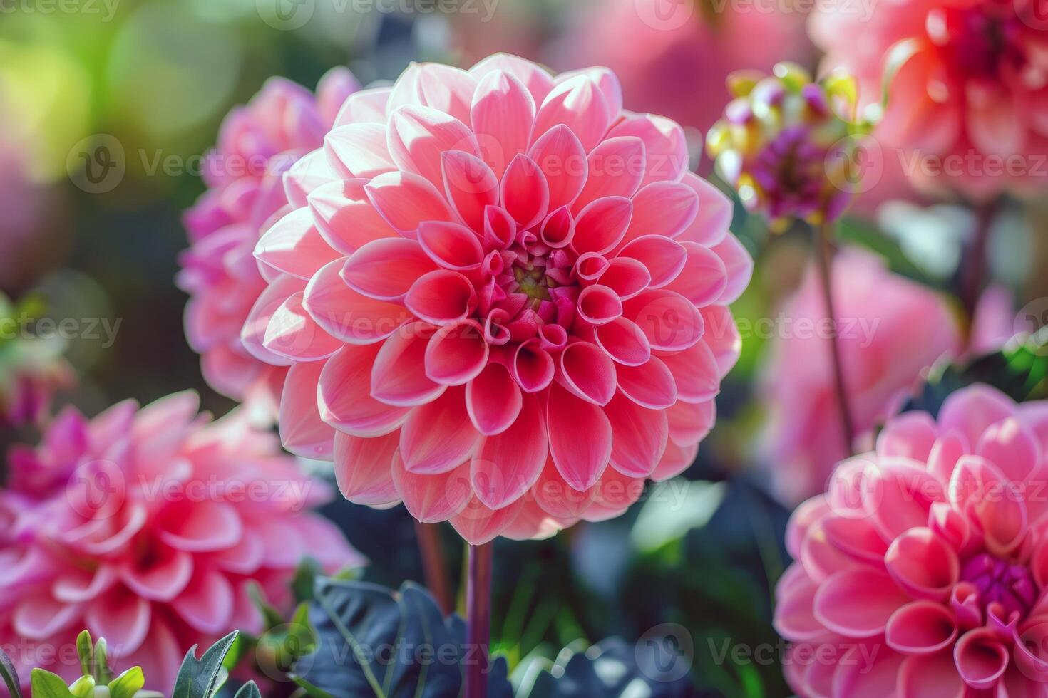 Vibrant flowers blooming in garden, soaking up the summer sunshine photo