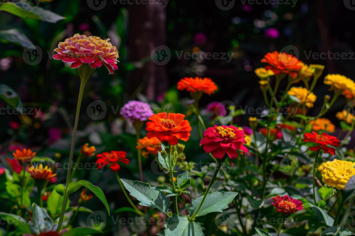 Vibrant flowers blooming in garden, soaking up the summer sunshine photo
