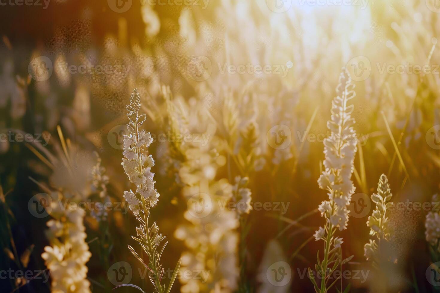 Sunny meadow alive with the buzzing of bees and the chirping of crickets, symphony of summer sounds photo