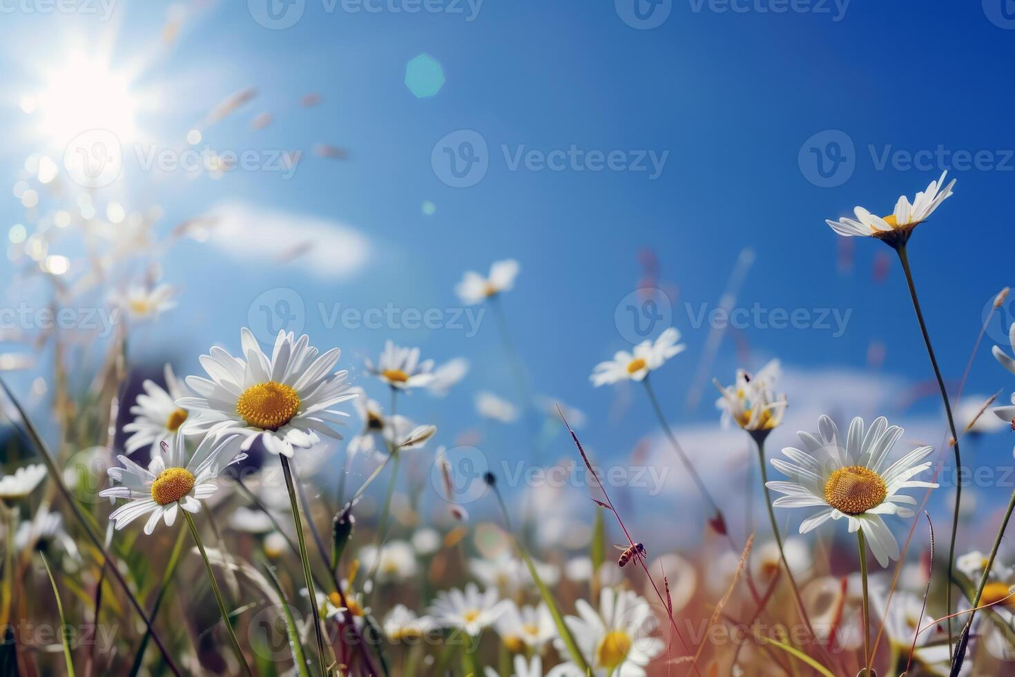 Sunny meadow alive with the buzzing of bees and the chirping of crickets, symphony of summer sounds photo