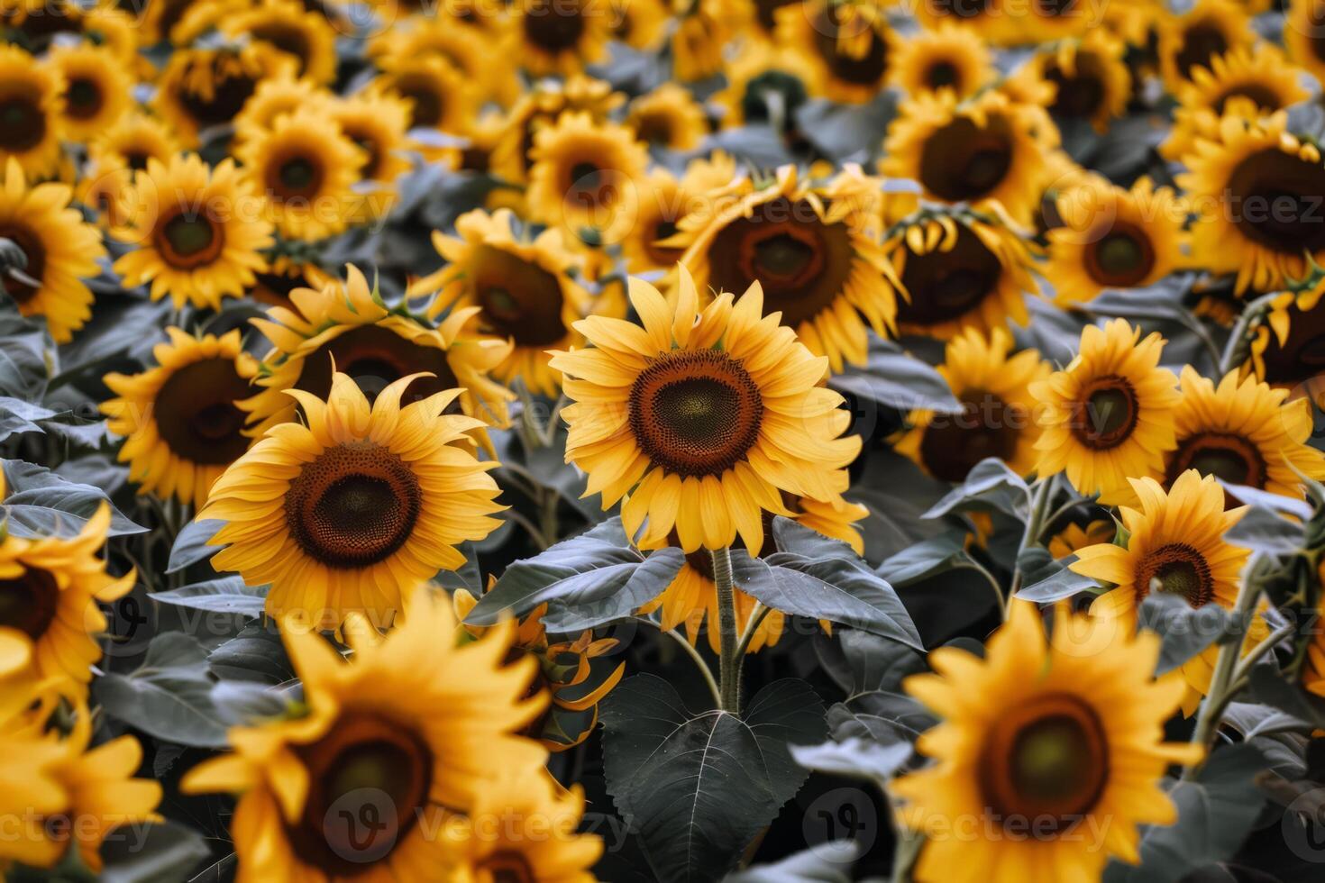 Sunflower field stretching as far as the eye csee, golden seof petals swaying in the summer breeze photo