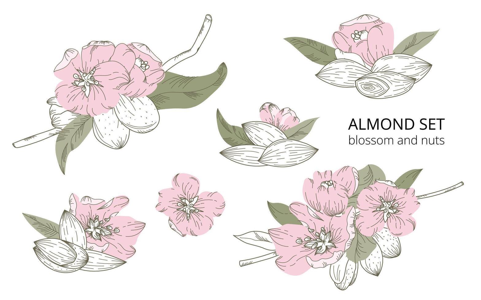 Hand-drawn set of almond blossoms and nuts in a botanical style, isolated on a white background. With accent pink and green colors. Suitable for backgrounds, prints, cards, textiles, labels. vector