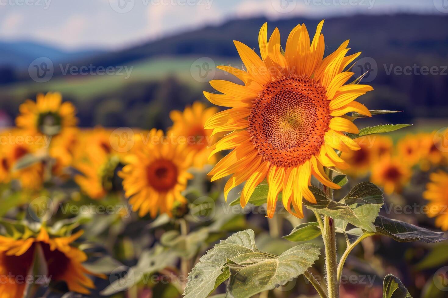 Sunflower field stretching as far as the eye csee, golden seof petals swaying in the summer breeze photo