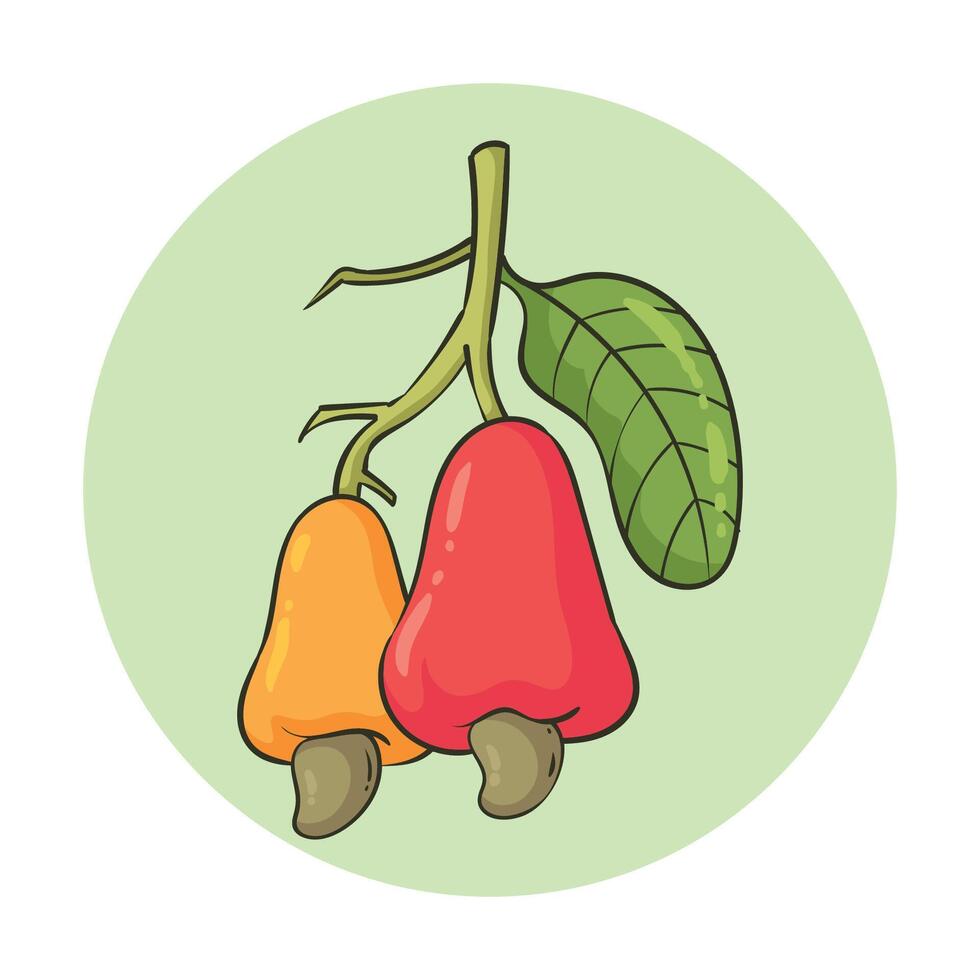 illustration of cashew fruit vector