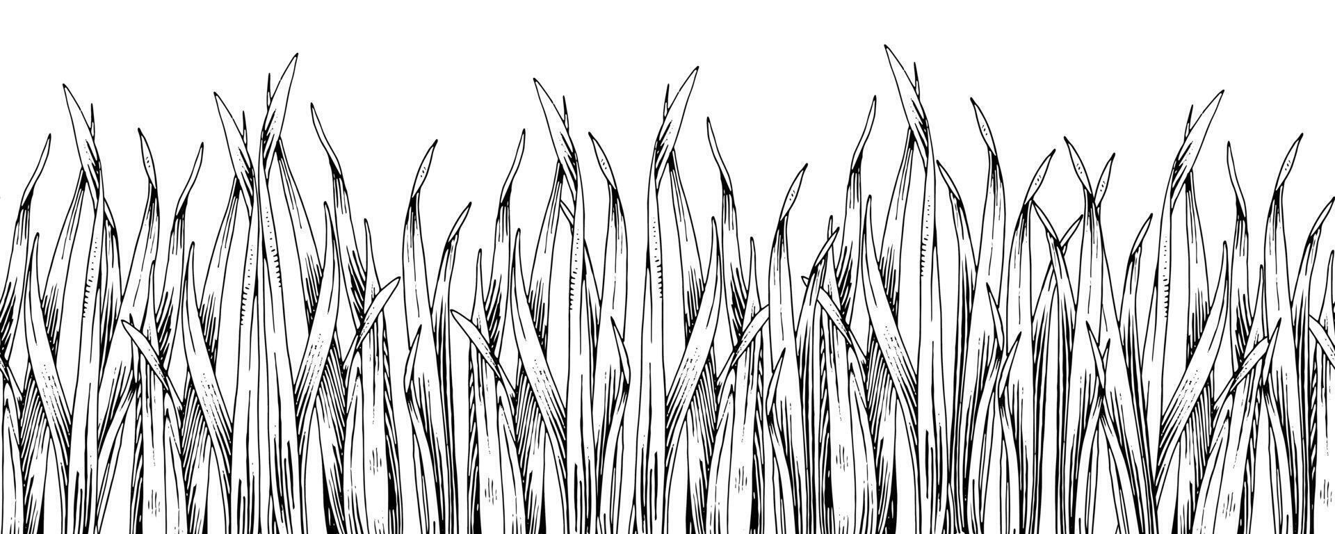 Grass seamless Border. Hand drawn black and white background. Field plant sketch. Outline drawing of green meadow. Weeds line art illustration. For bordering cards and wall art stickers vector