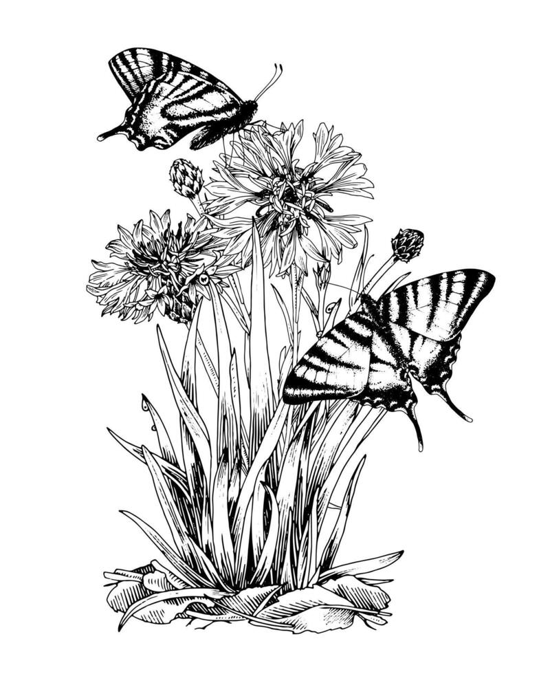 Butterflies on a Flower outline illustration. Drawing of vintage print. Black line art of flying insects with white wings. Hand drawn clipart of cornflower. Linear sketch on white background vector