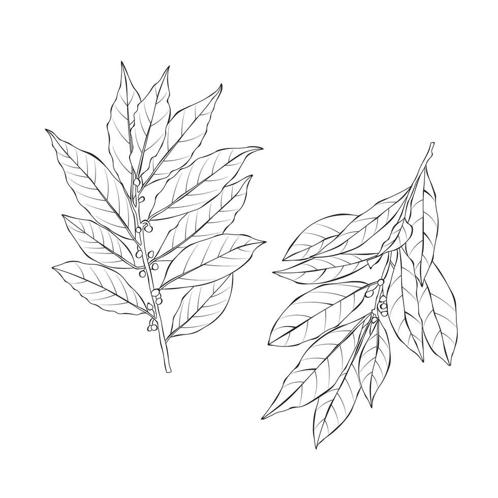 Bay leaves Laurels Vegetable Outline Hand drawn Illustration on white backgroung vector