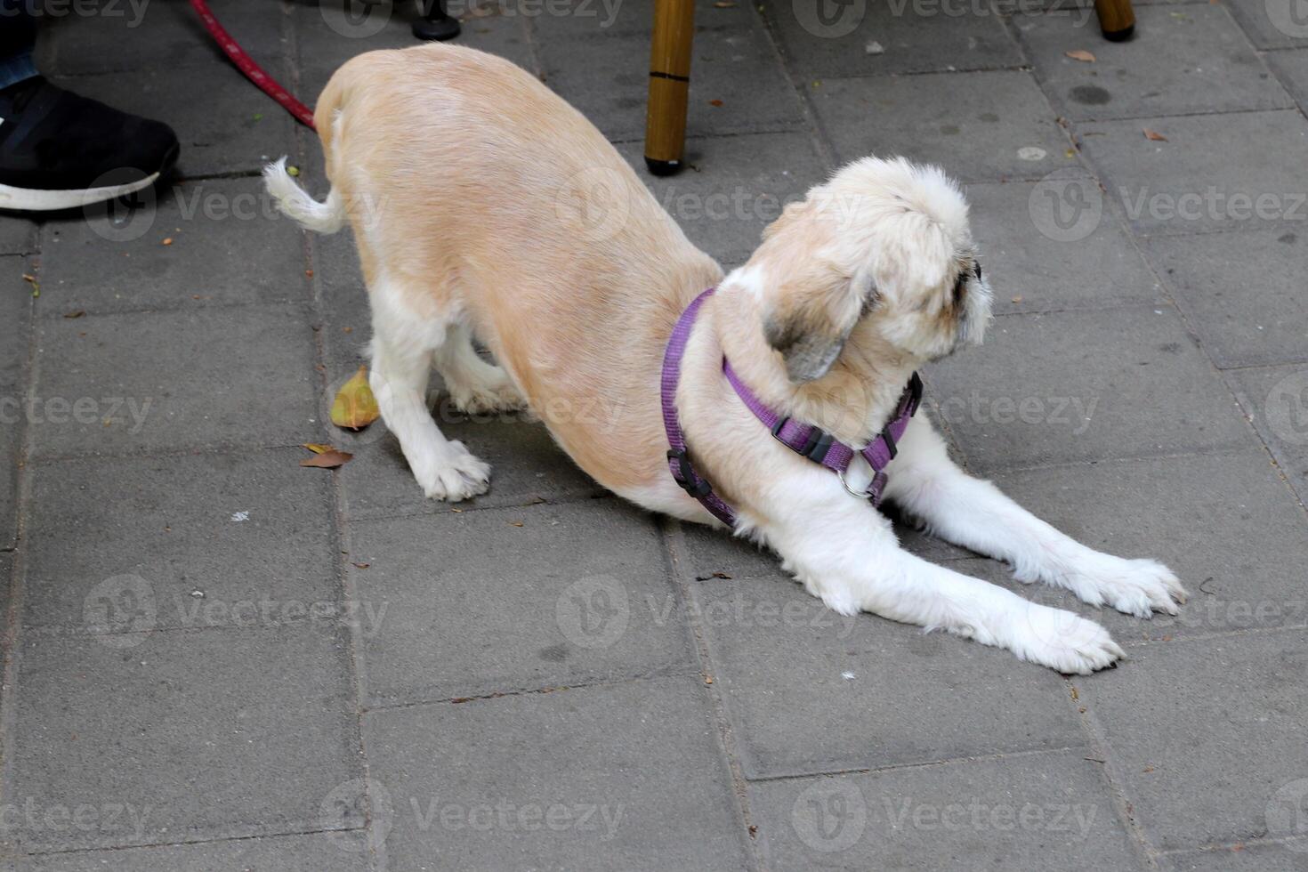 A dog on a walk in a city park on the shores of the Mediterranean Sea. photo