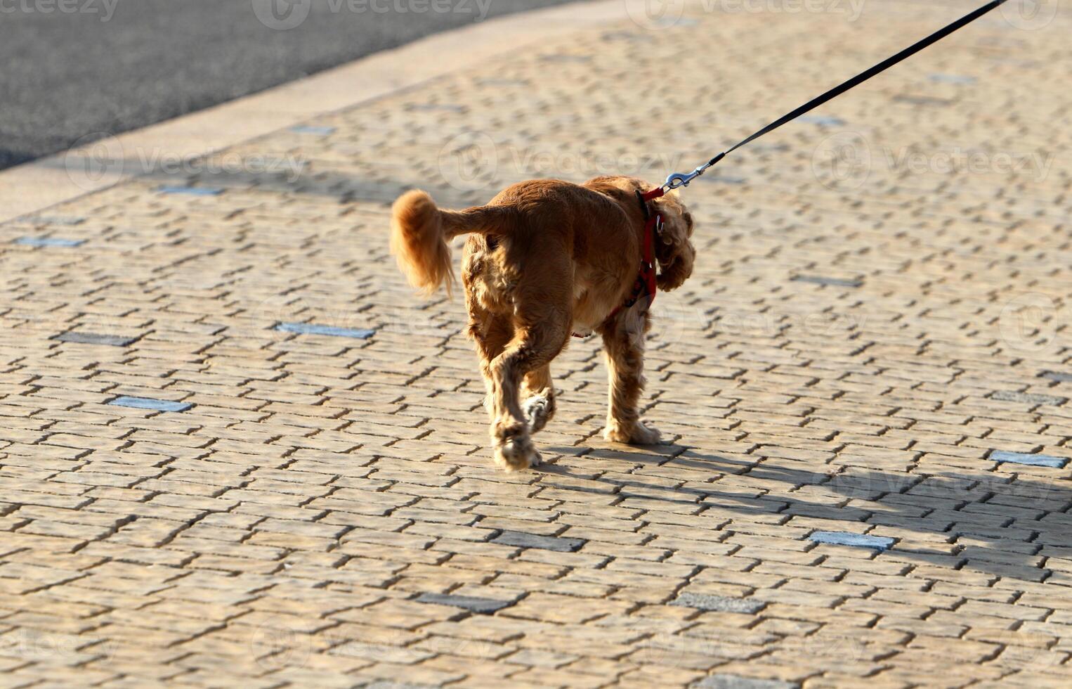 A dog on a walk in a city park on the shores of the Mediterranean Sea. photo