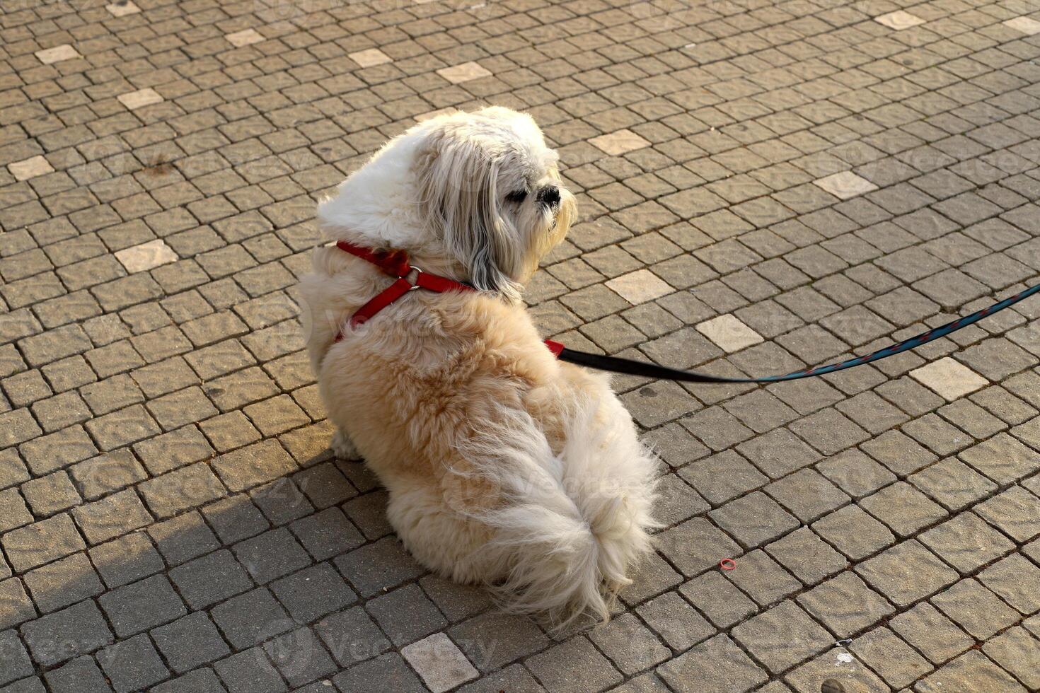 A dog on a walk in a city park on the shores of the Mediterranean Sea. photo