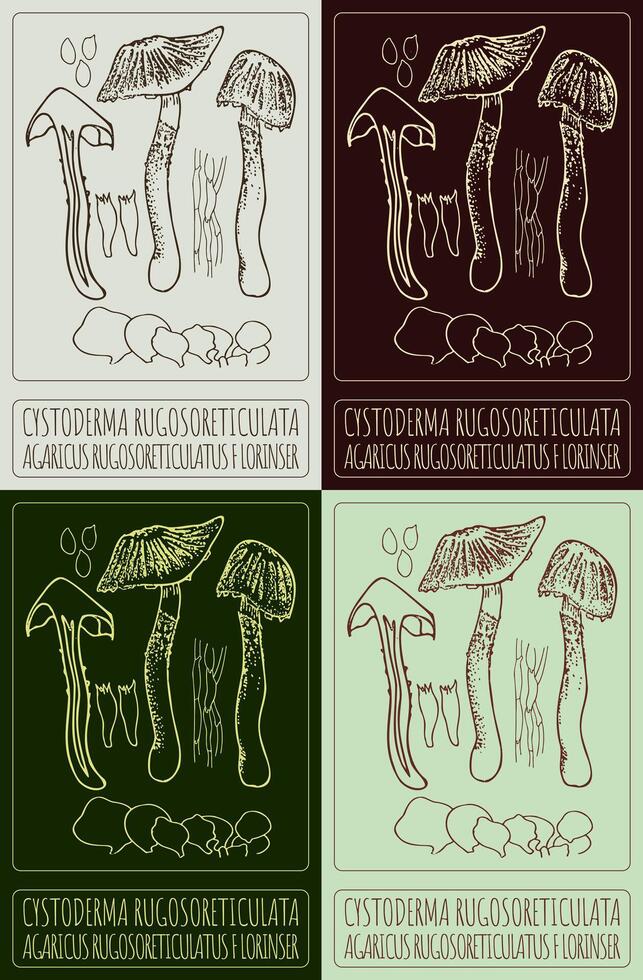 Set of drawing CYSTODERMA RUGOSORETICULATA in various colors. Hand drawn illustration. The Latin name is AGARICUS RUGOSORETICULATUS F LORINSER. vector