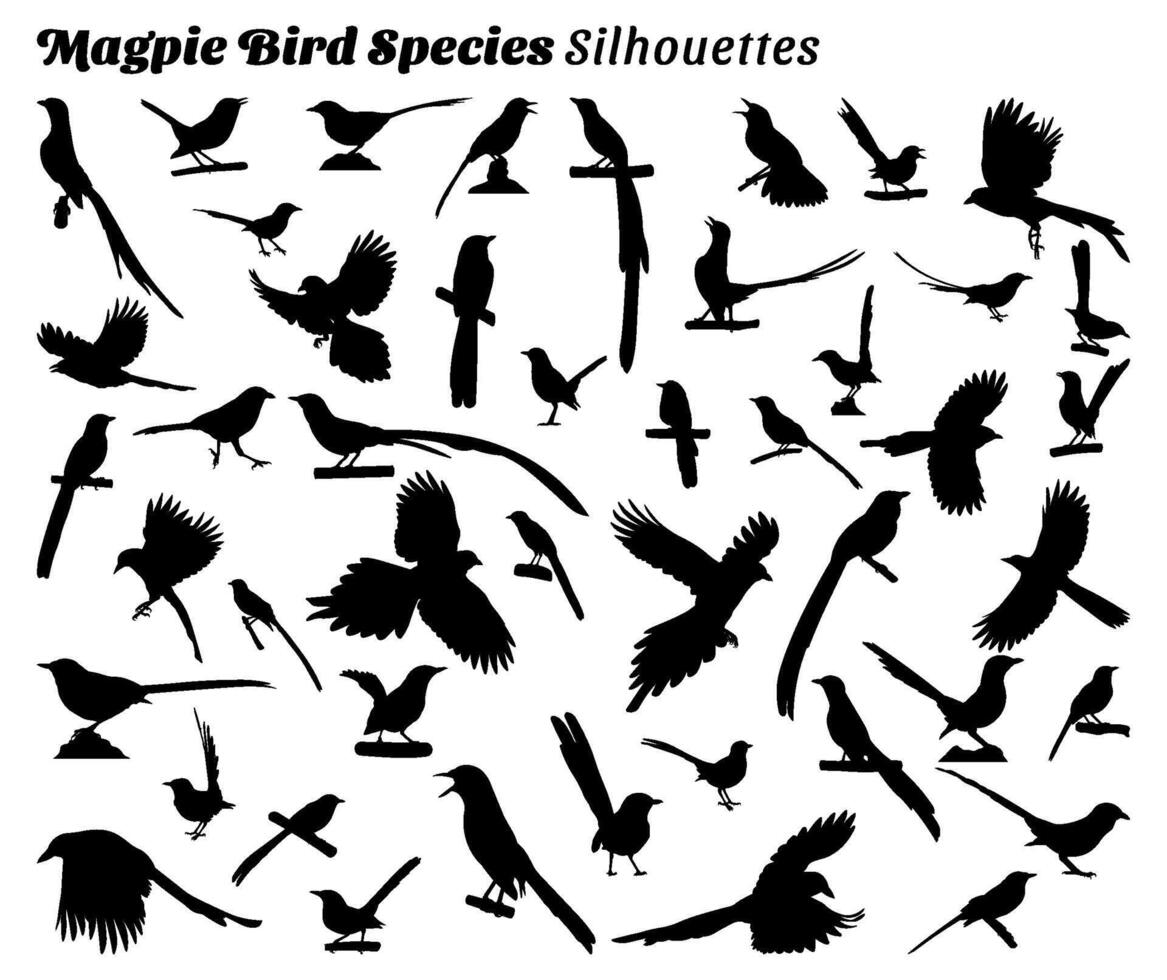 Set of silhouette illustrations of magpie bird species vector