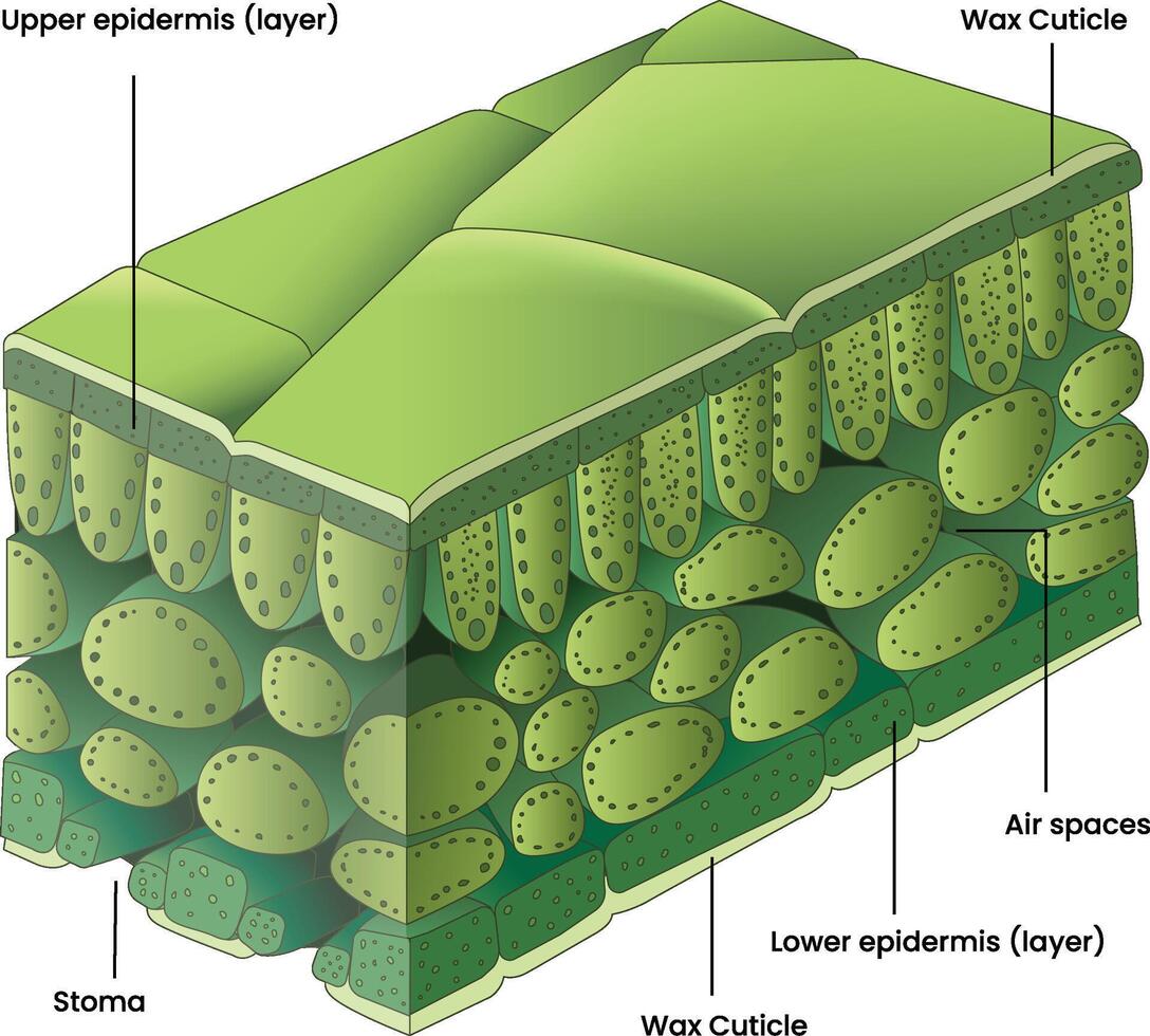 Illustration of a leaf cross section diagram vector