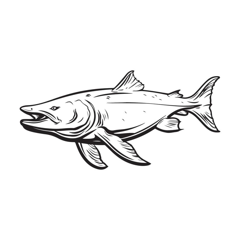 Beluga Sturgeon Stock Illustration isolated on white vector
