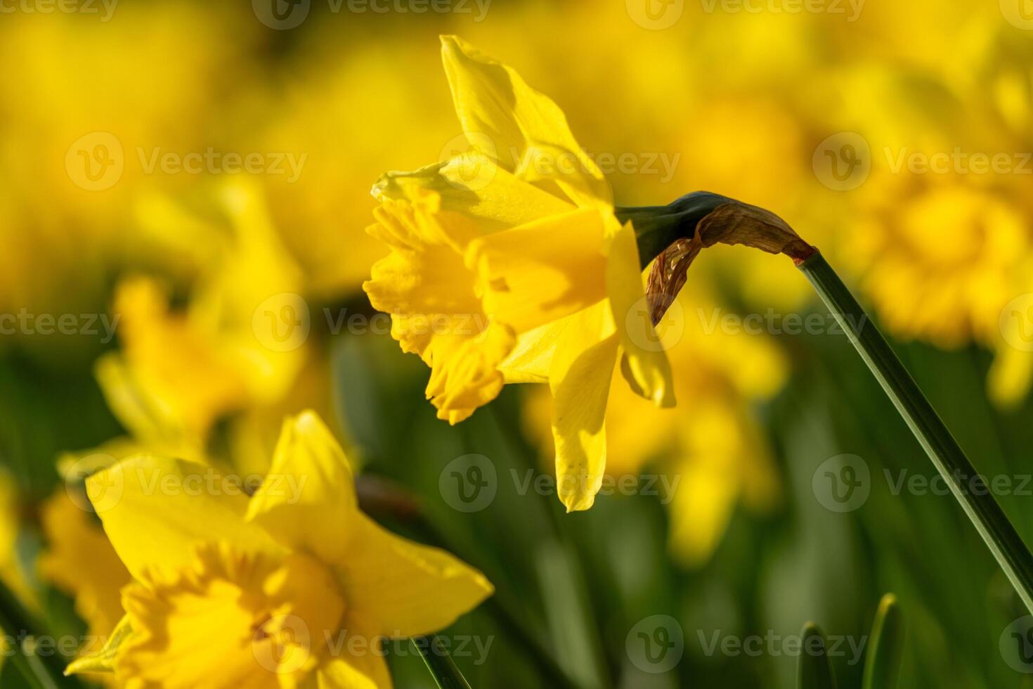 A bunch of yellow flowers with a blurry background. The flowers are in full bloom and are the main focus of the image. photo