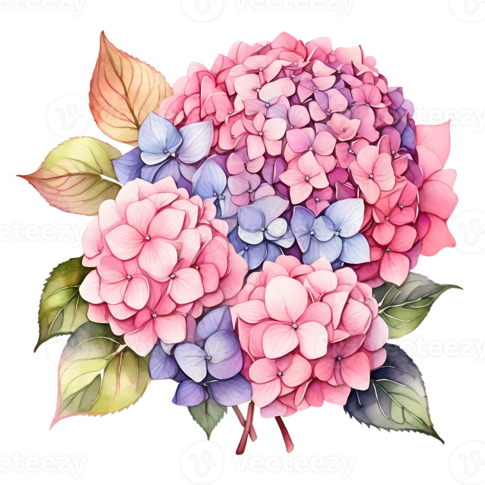 le Naturel beauté de hortensia fleurs sur une transparent Contexte png