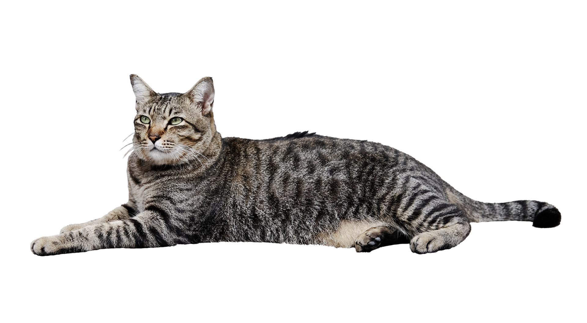 Portrait Of A Grey Striped Cat 44855341 PNG portrait-of-a-grey-striped-cat-44855341-png