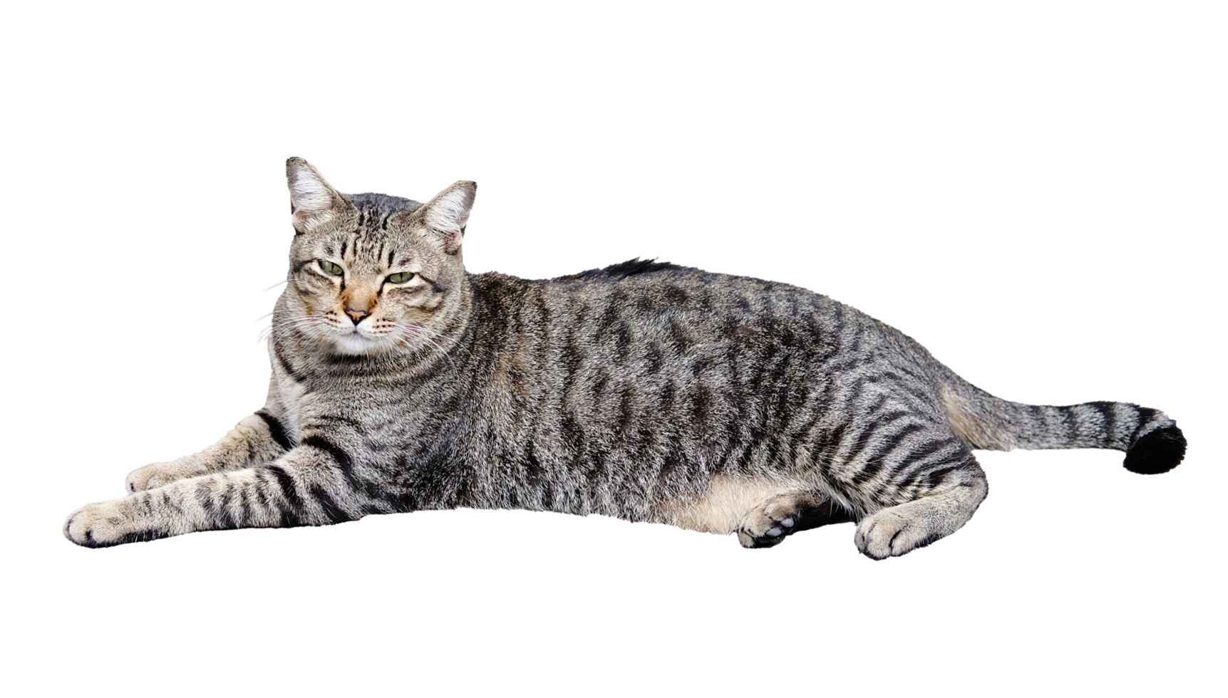 retrato de un gris a rayas gato png