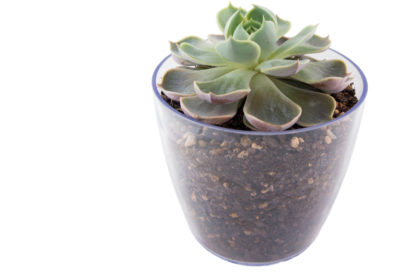 Succulent in a transparent flower pot png