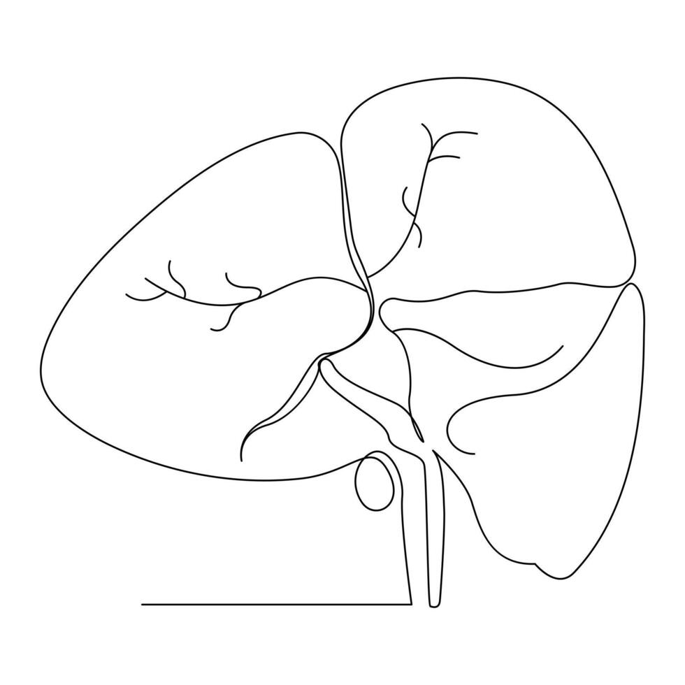 humano sano hígado en uno línea Arte continuo línea ilustración diseño vector