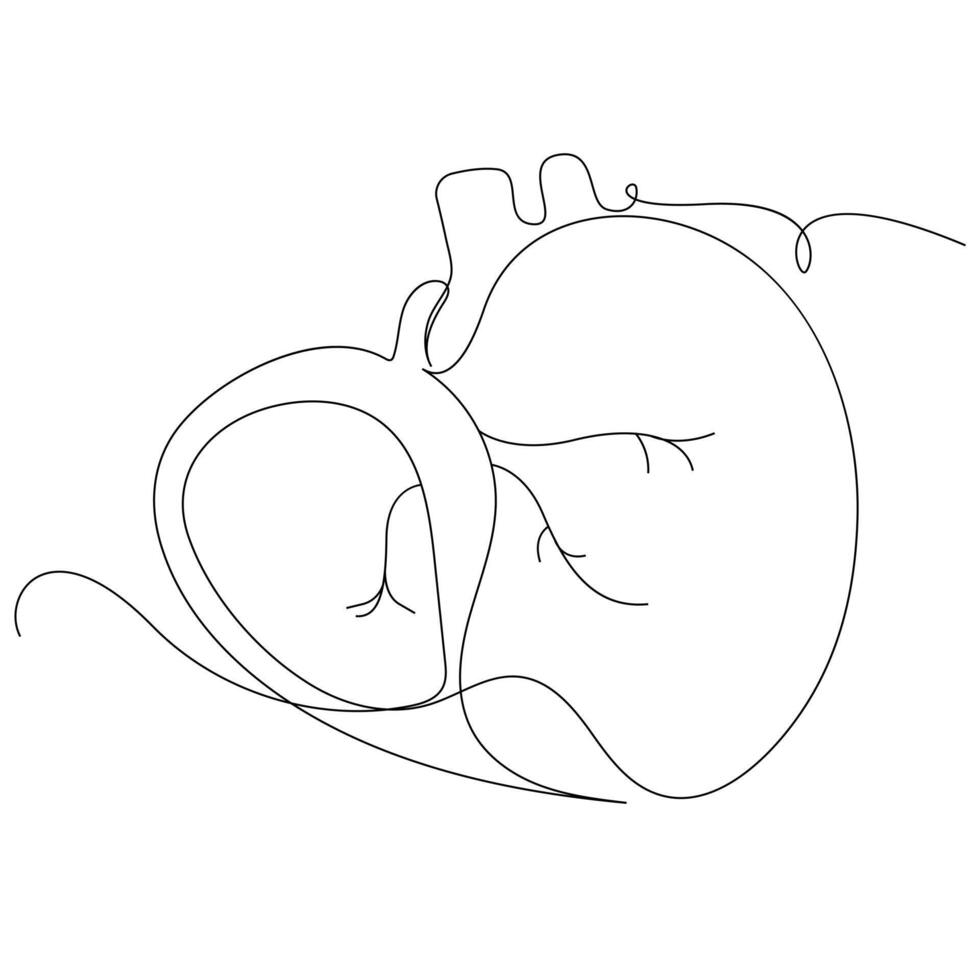 Human healthy liver in one line art continuous line illustration design vector