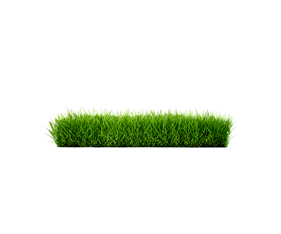 Grasses On Transparent White Background png