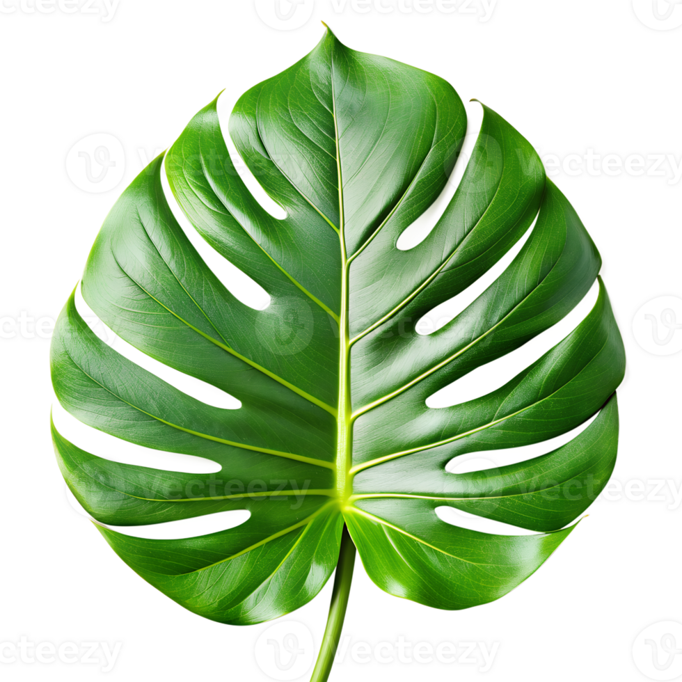 un' verde foglia Monstera palma isolato su un' traslucido sfondo. png