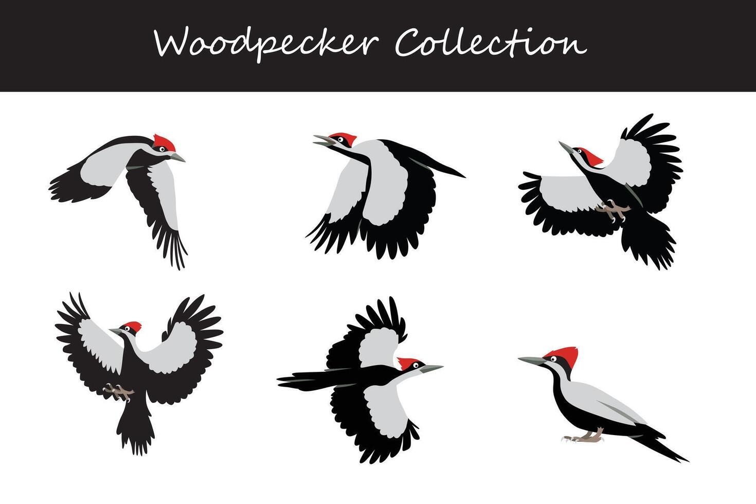 Woodpecker collection. Woodpecker in different poses. vector