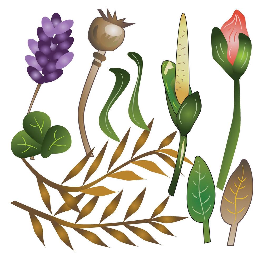 Floral Decorative Elements vector