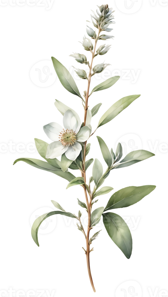 Beautiful natural flowers on a transparent and high quality background png