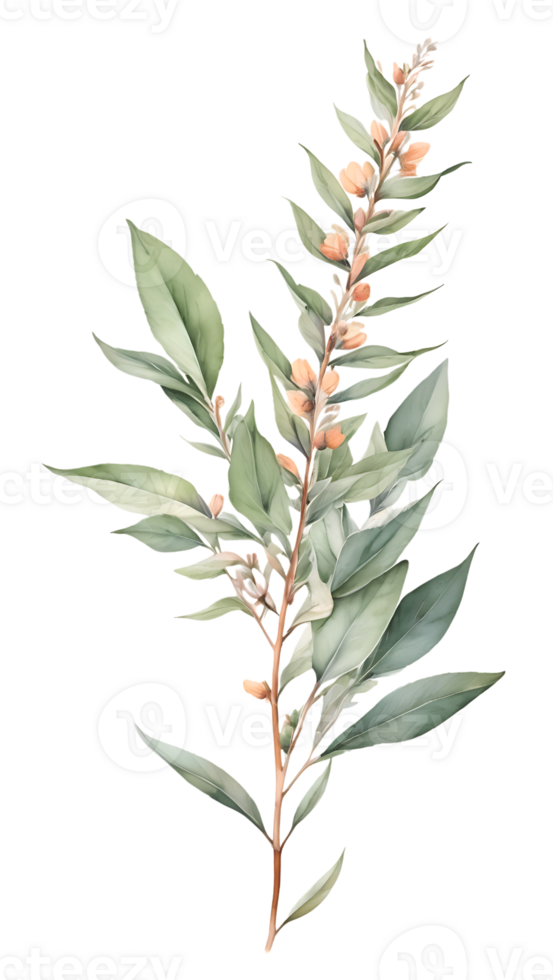 Beautiful natural flowers on a transparent and high quality background png