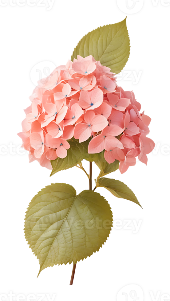 Beautiful natural flowers on a transparent and high quality background png
