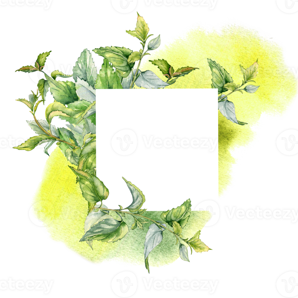 Frame with nettle on watercolor backdrop. Illustration of the medicinal plant Urticaria dioica. Board of stinging plant with green leaf hand drawn. For label, packaging, apothecary. png