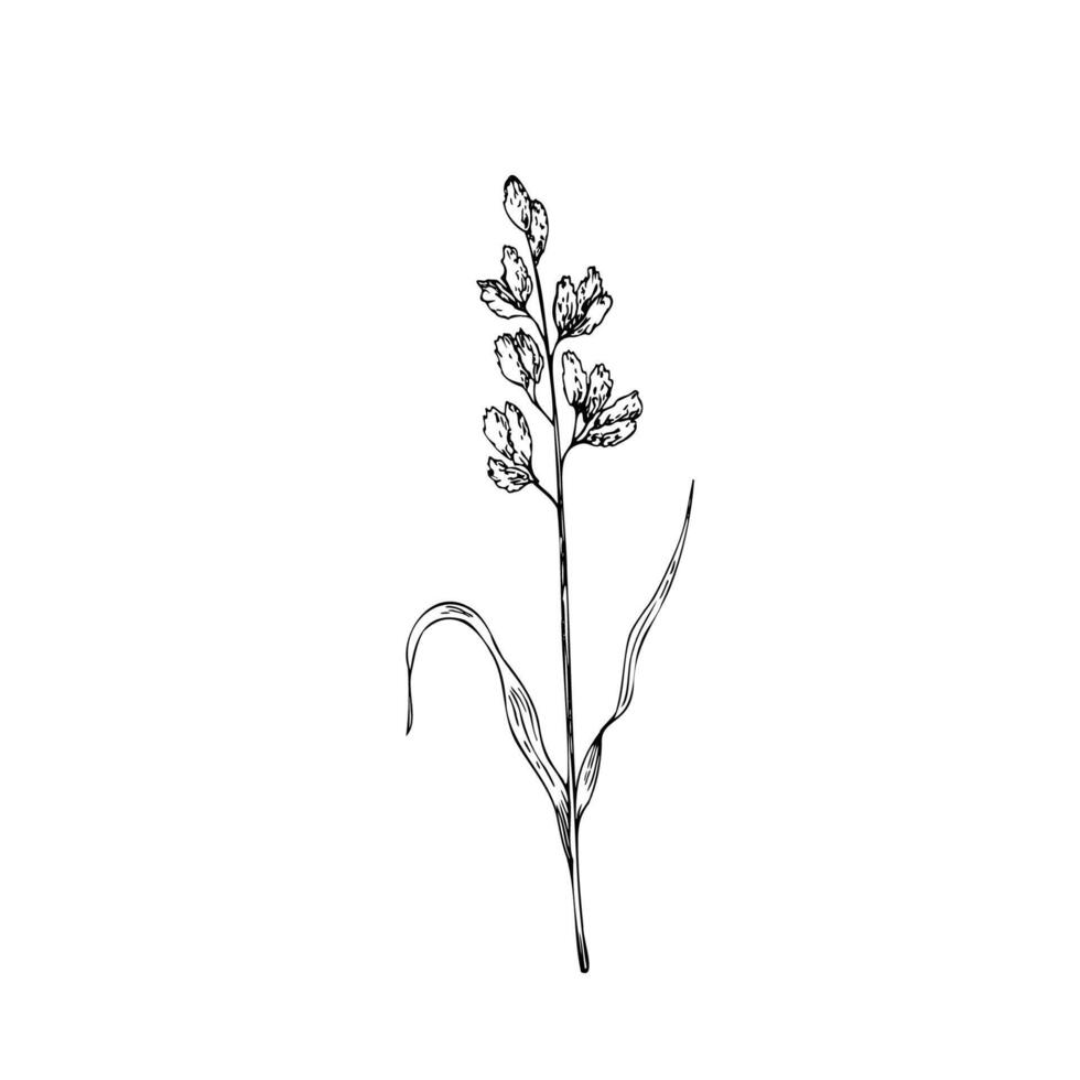 Hierochloe odorata . Hand painted graphic sweet grass or holy grass isolated on background. Meadow dry plant. Botanical, Medicinal and Herbal illustration. For designers, invitations, decoration vector