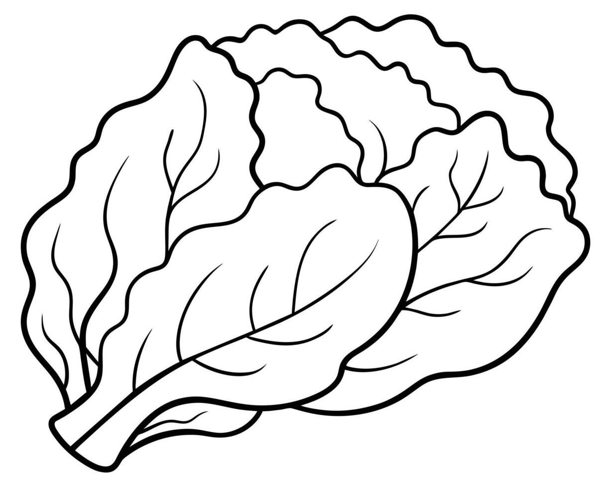 Black and White Cartoon Illustration of Cabbage vector