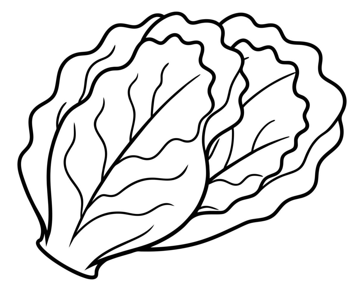 Black and White Cartoon Illustration of Cabbage vector