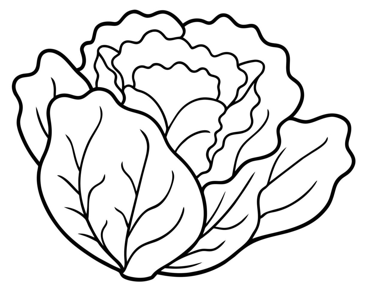 Black and White Cartoon Illustration of Cabbage vector