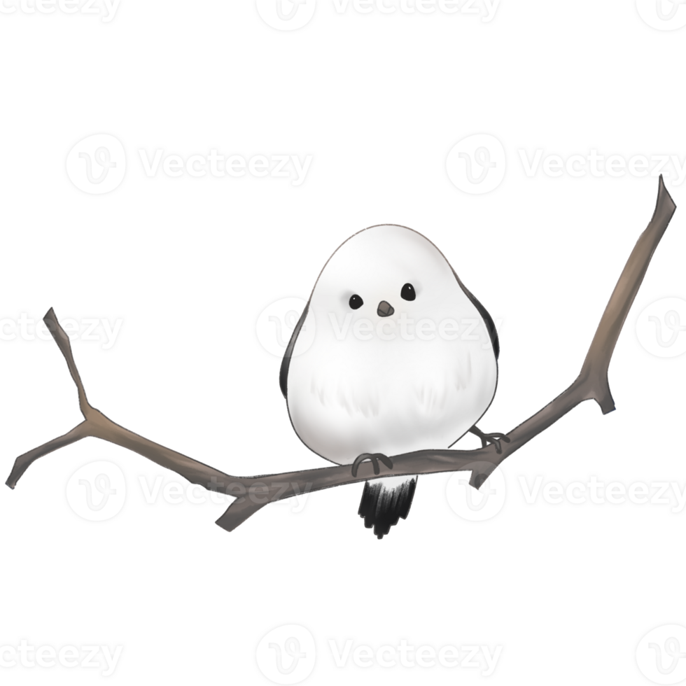 cute white bird on tree branch png