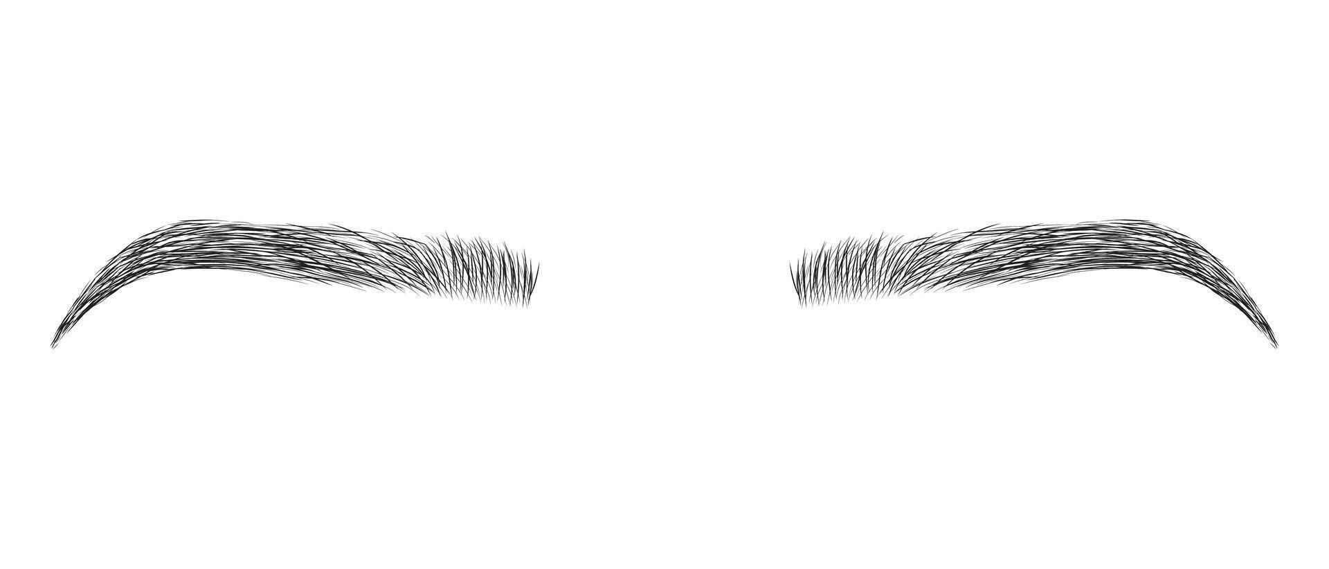 Female Eyebrows Or Brows Isolated on White Background vector