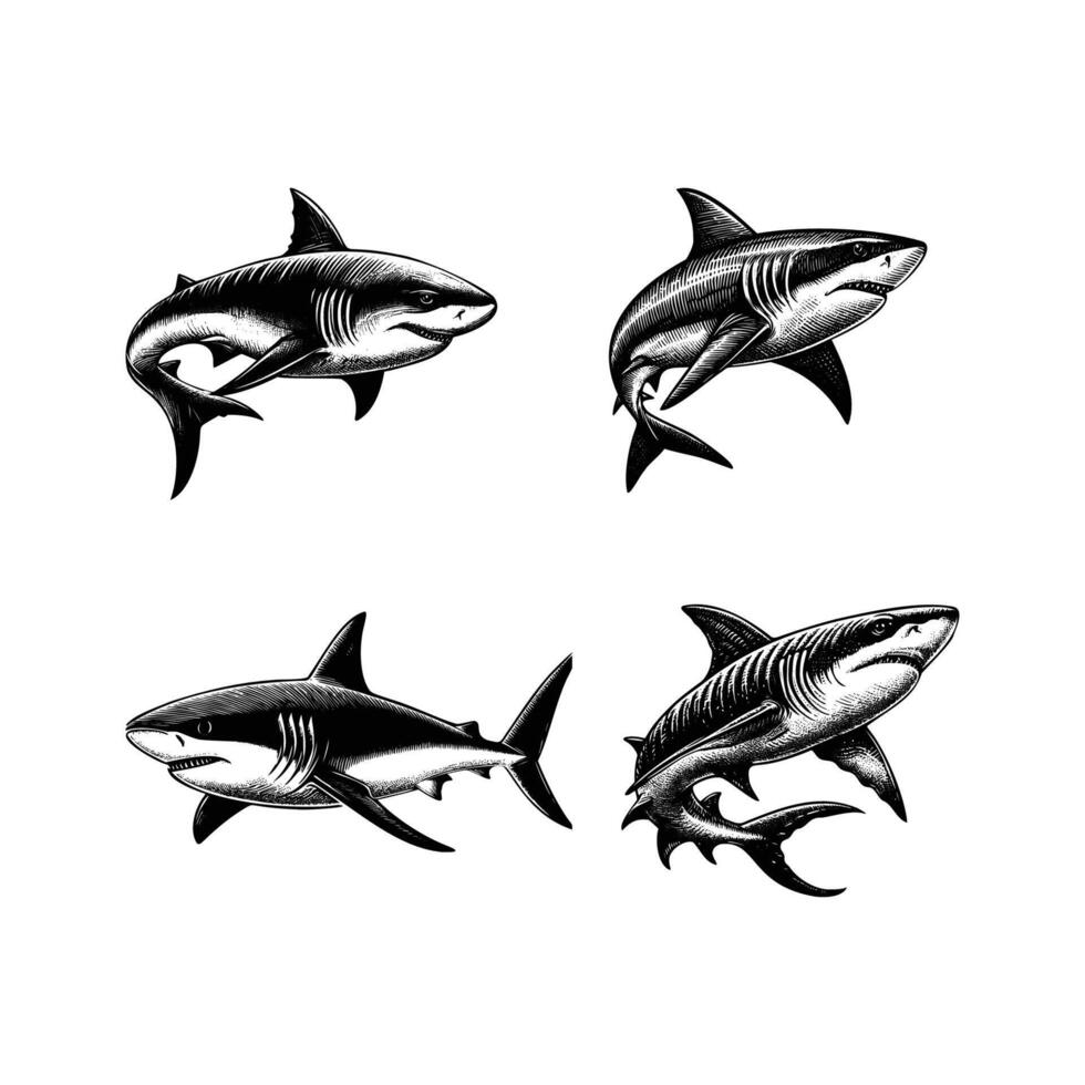 conjunto de tiburones ilustración. mano dibujado tiburón negro y blanco ilustración. aislado blanco antecedentes vector