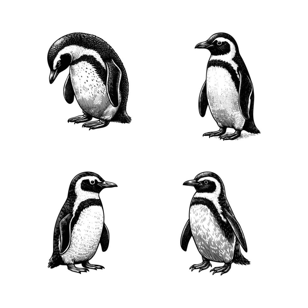 set of penguin illustration. hand drawn penguin black and white illustration. isolated white background vector