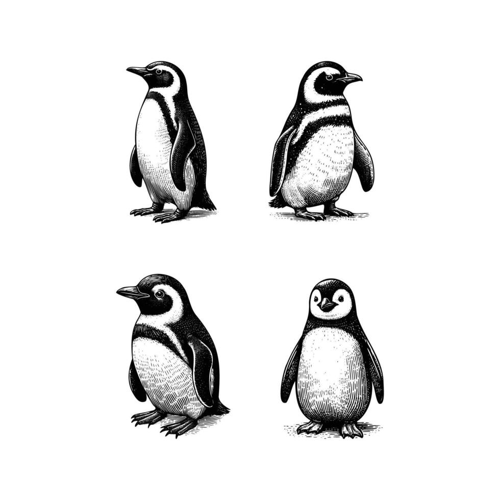set of penguin illustration. hand drawn penguin black and white illustration. isolated white background vector