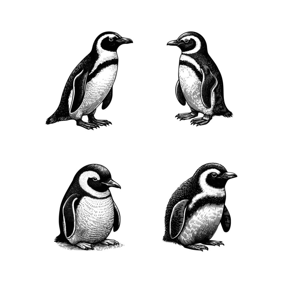 set of penguin illustration. hand drawn penguin black and white illustration. isolated white background vector