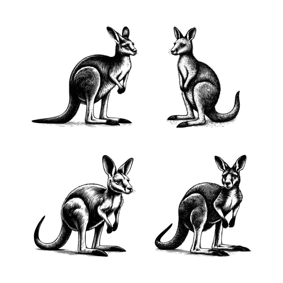 set of kangaroo illustration. hand drawn kangaroo black and white illustration. isolated white background vector