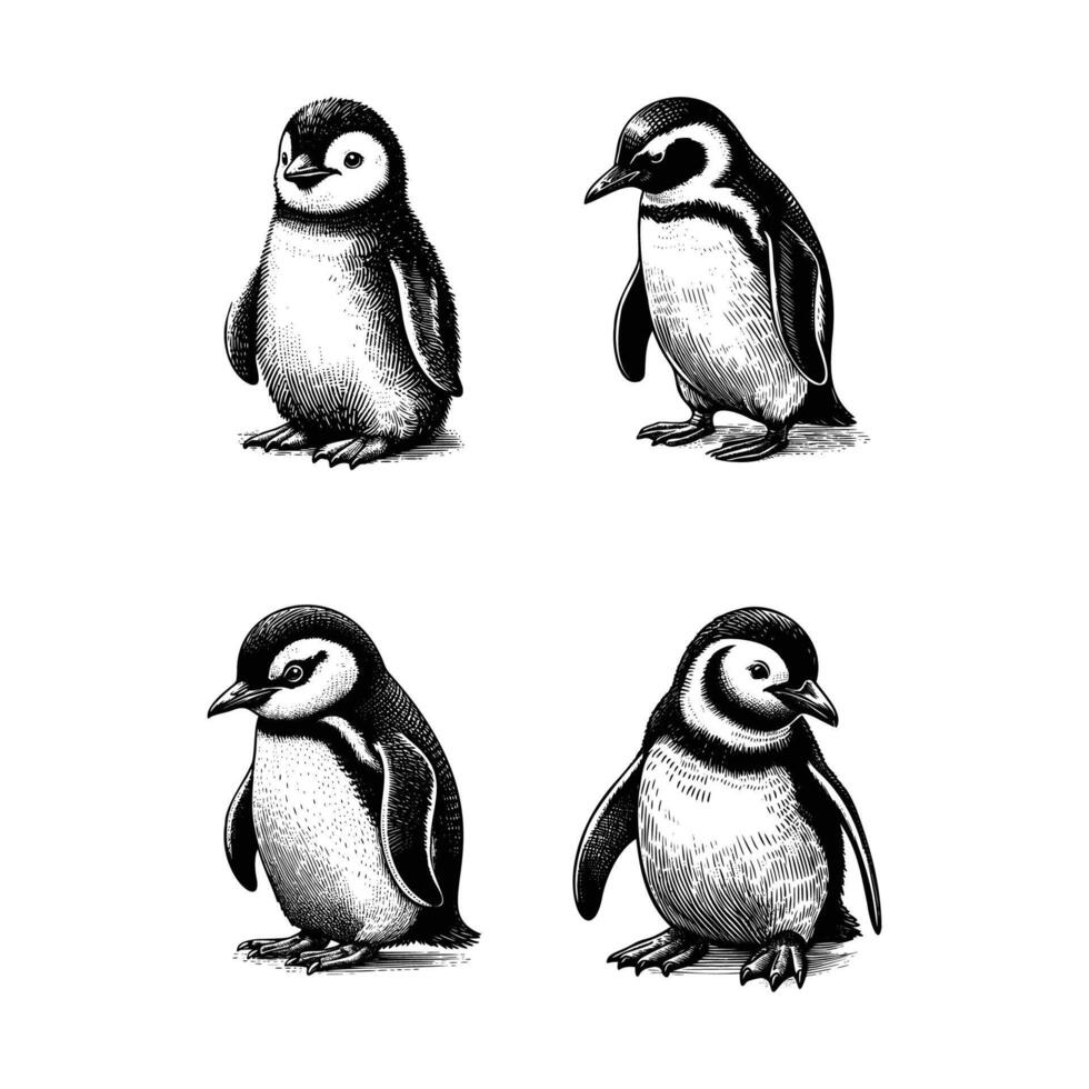 set of penguin illustration. hand drawn penguin black and white illustration. isolated white background vector
