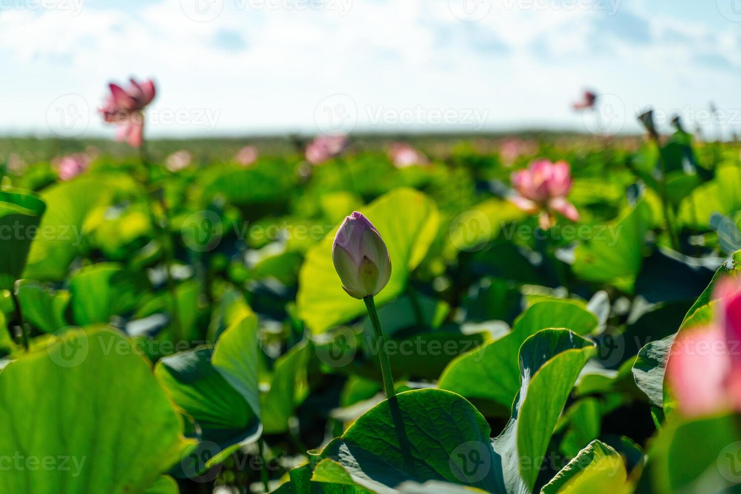 A pink lotus flower sways in the wind, Nelumbo nucifera. Against the background of their green leaves. Lotus field on the lake in natural environment. photo
