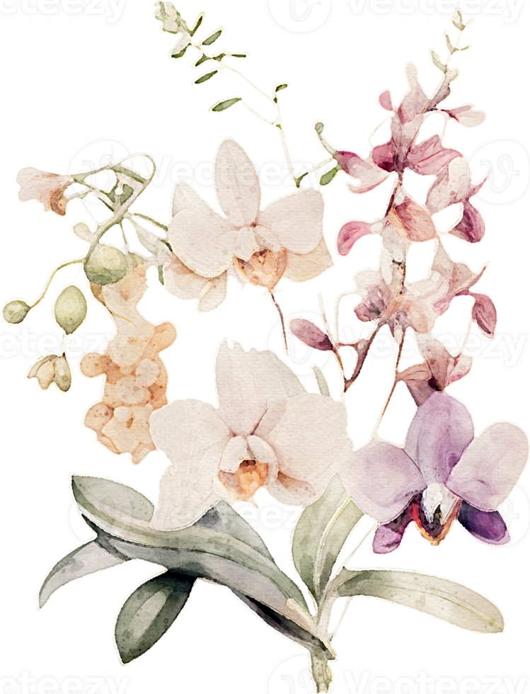 Watercolor Orchid Flower Illustration png